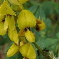 Crotalaria trichotoma Bojer